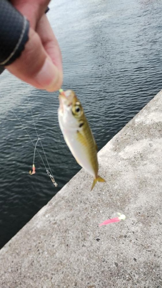 アジングは下手くそ