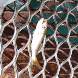 フカセ練習中、初ミニグレGET♪