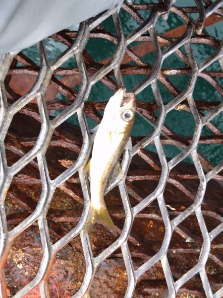 フカセ練習中、初ミニグレGET♪