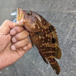 陸っぱり釣行記