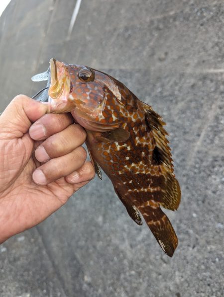 陸っぱり釣行記