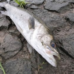 トップウォーターシーバス