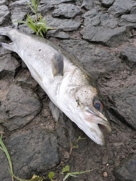 トップウォーターシーバス