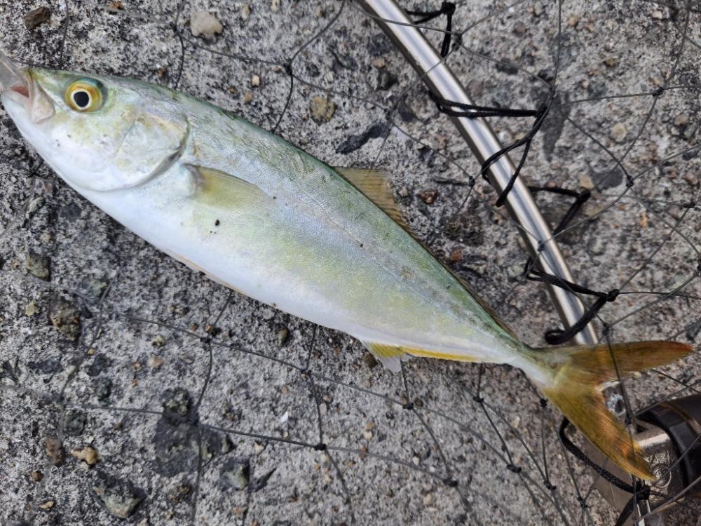 小型青物まわってました