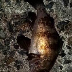 メバルを求めて