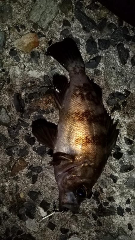 メバルを求めて