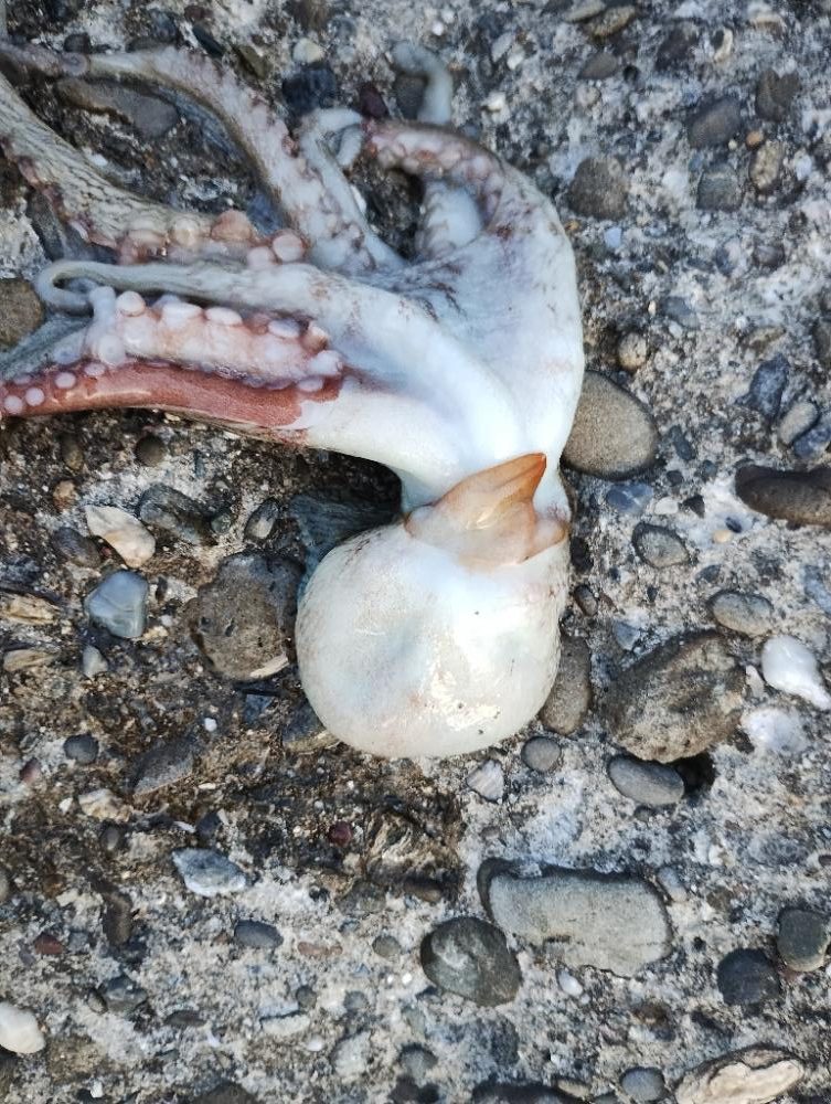 貴重なタコ釣り時間