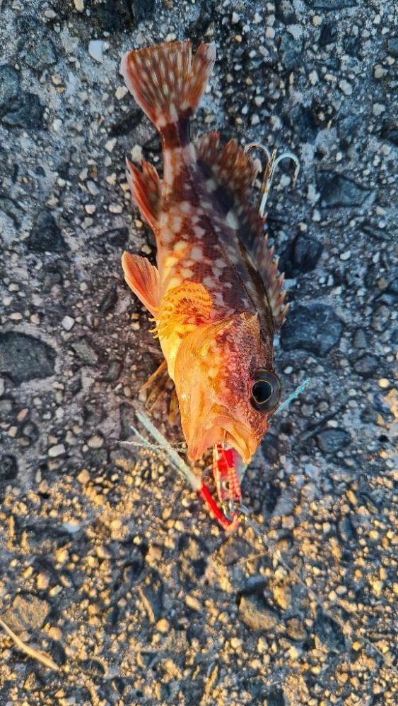 今日もロックフィッシュ