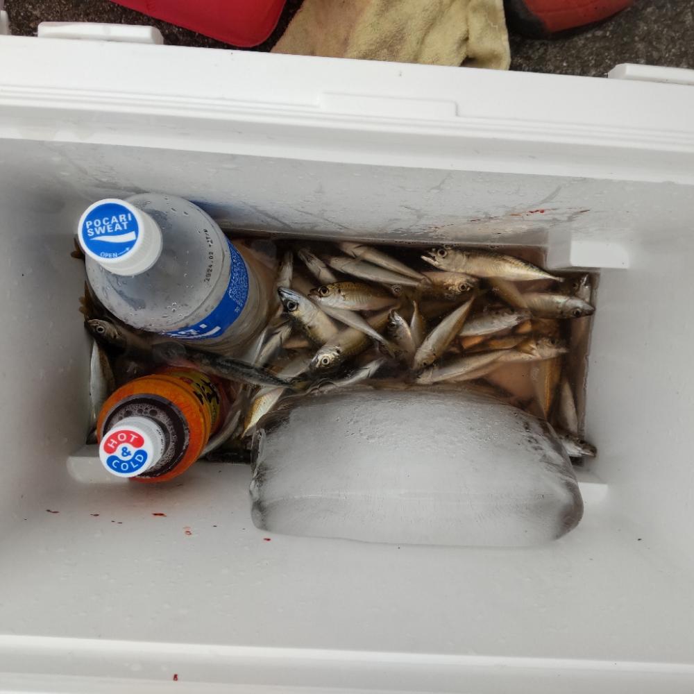 サビキと飲ませ釣り