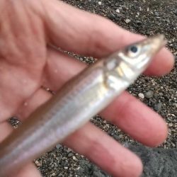 キス釣り～ピンだけ…