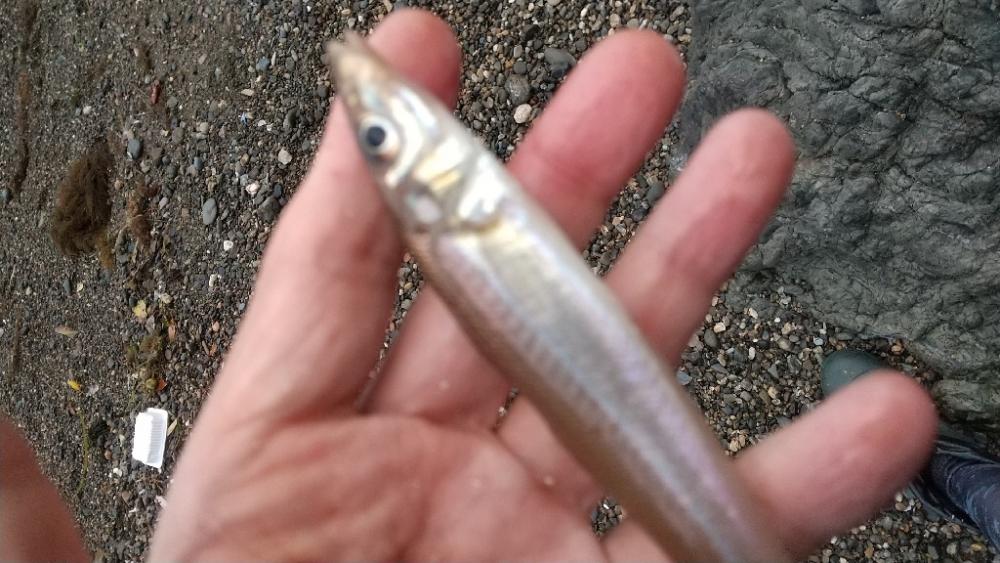キス釣り～ピンだけ…
