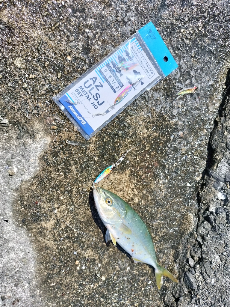 大きいサバ！！