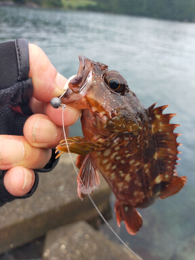 久しぶりに小浜でライトゲーム