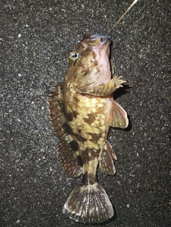 ロックフィッシュ