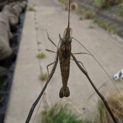 霞ヶ浦 テナガエビ 釣行強行