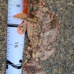 ようやくアコウに