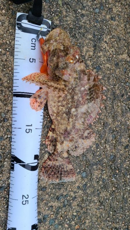 ようやくアコウに