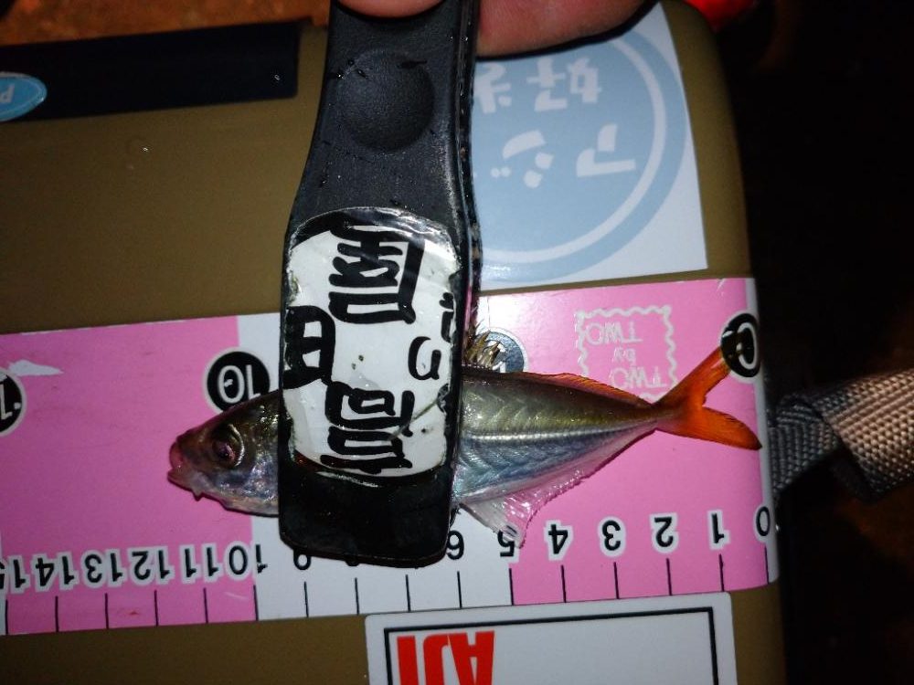 今夜も豆アジ修行