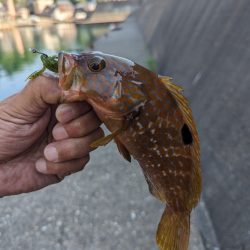 陸っぱり釣行記