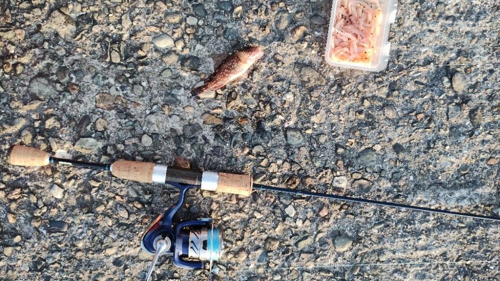 やっぱりガシラ