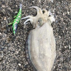 アオリに出会えず