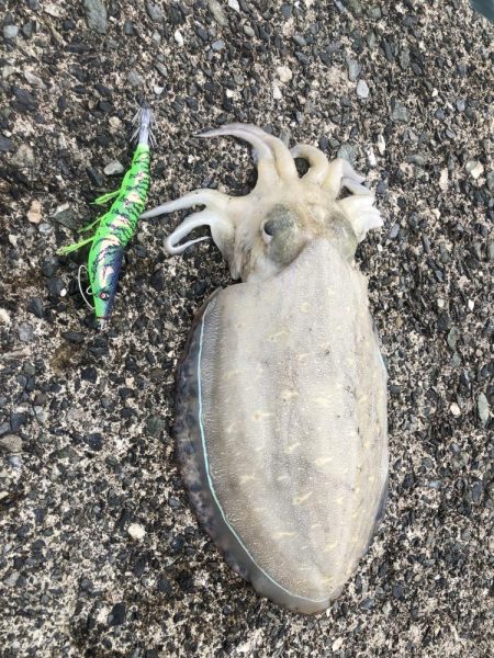 アオリに出会えず