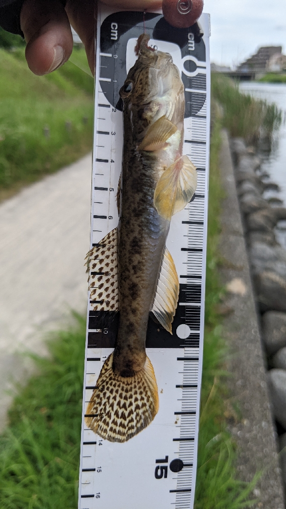 2023旧中川ハゼ開幕2