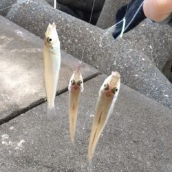 高砂港のキス釣り