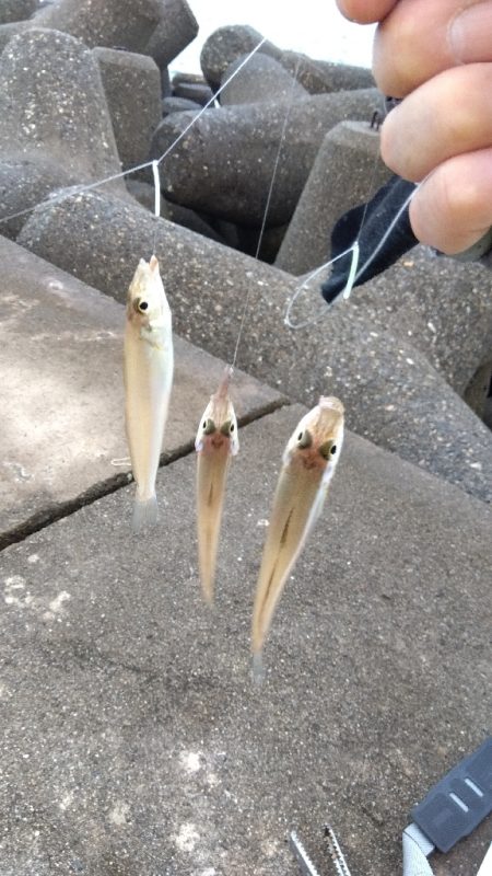 高砂港のキス釣り