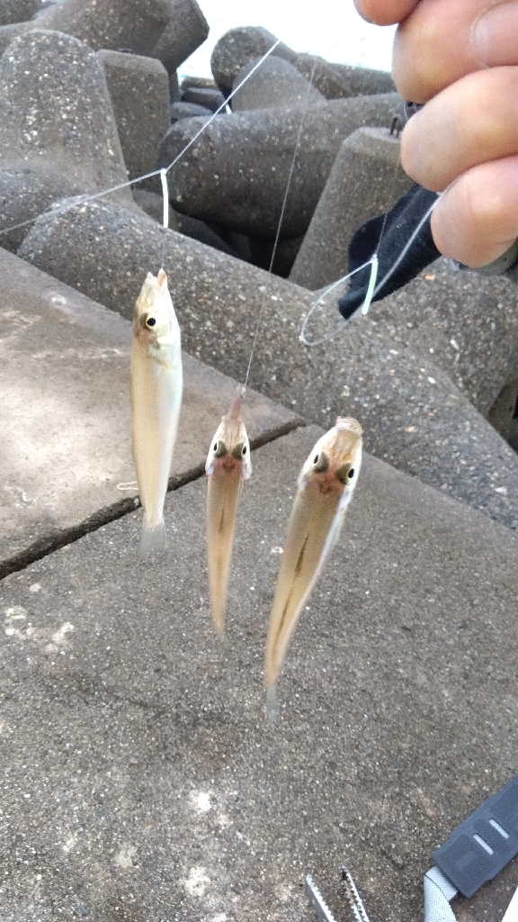 高砂港のキス釣り