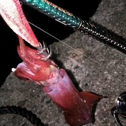 ケンサキエギング^_^