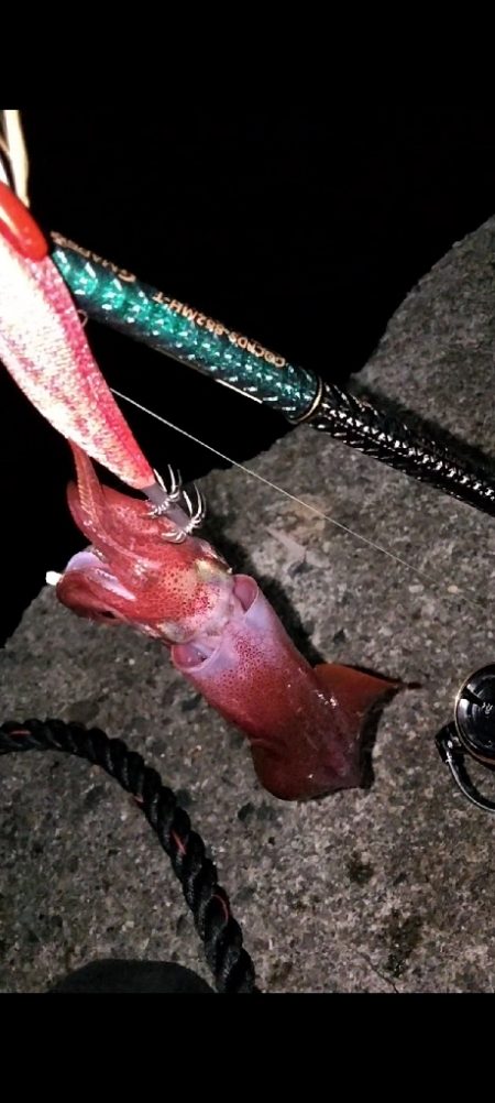 ケンサキエギング^_^