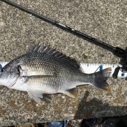 ポーズ目前からの、良型連発