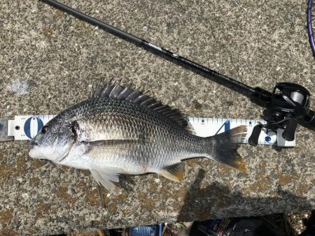 ポーズ目前からの、良型連発