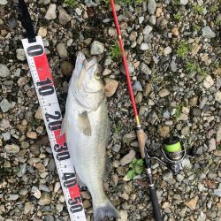 ががっときました。