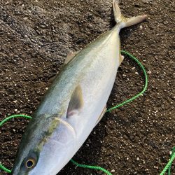 今年やっと初青物onテトラ