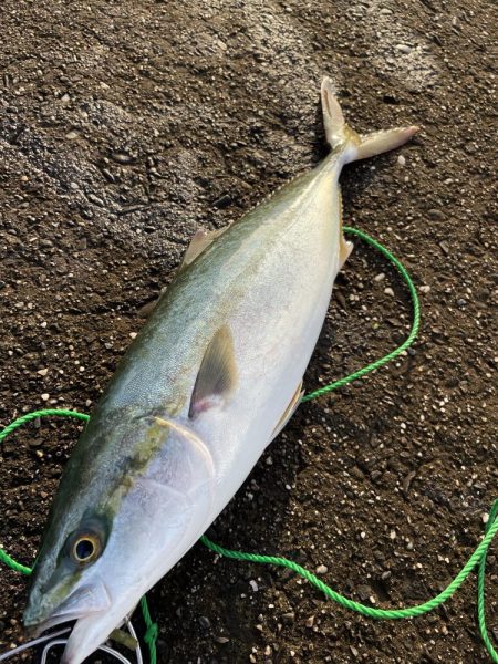 今年やっと初青物onテトラ
