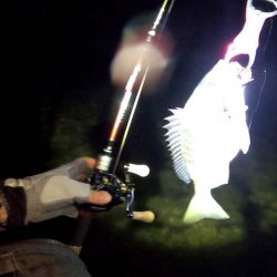 【チヌ】フリリグでチニング