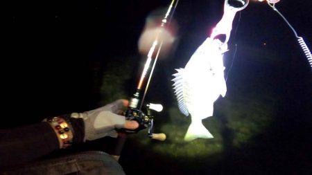 【チヌ】フリリグでチニング