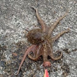 タコ釣り