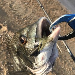 トップは空振りでボトムチニング