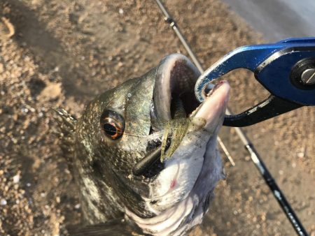 トップは空振りでボトムチニング