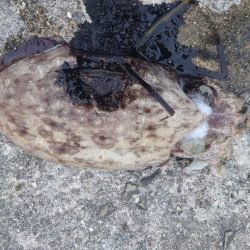 夏休みのイカ釣り