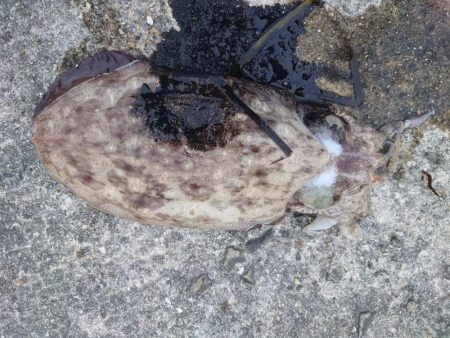 夏休みのイカ釣り