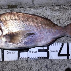 尺アジ狙いがまさかの大物