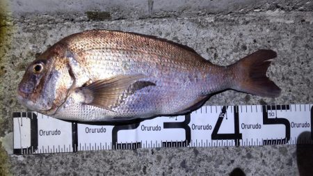 尺アジ狙いがまさかの大物