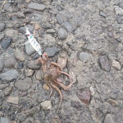 タコタコタコタコ