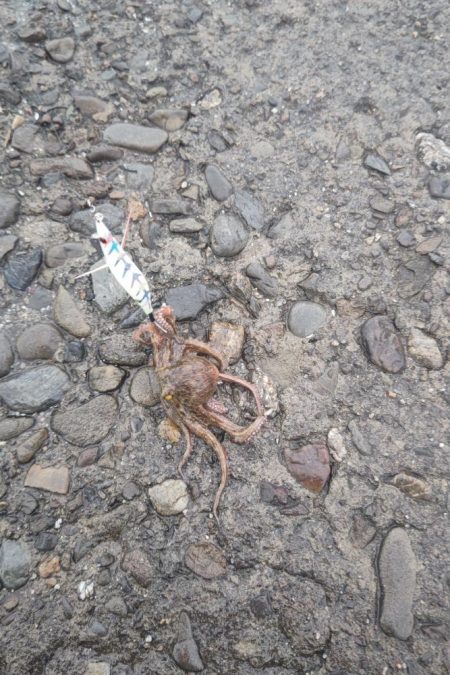 タコタコタコタコ