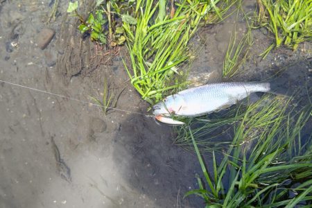 初めてのケタバス釣行