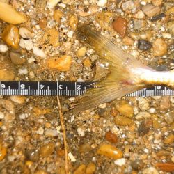 口閉じませんでした。